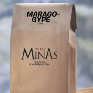 Maragogype - grano